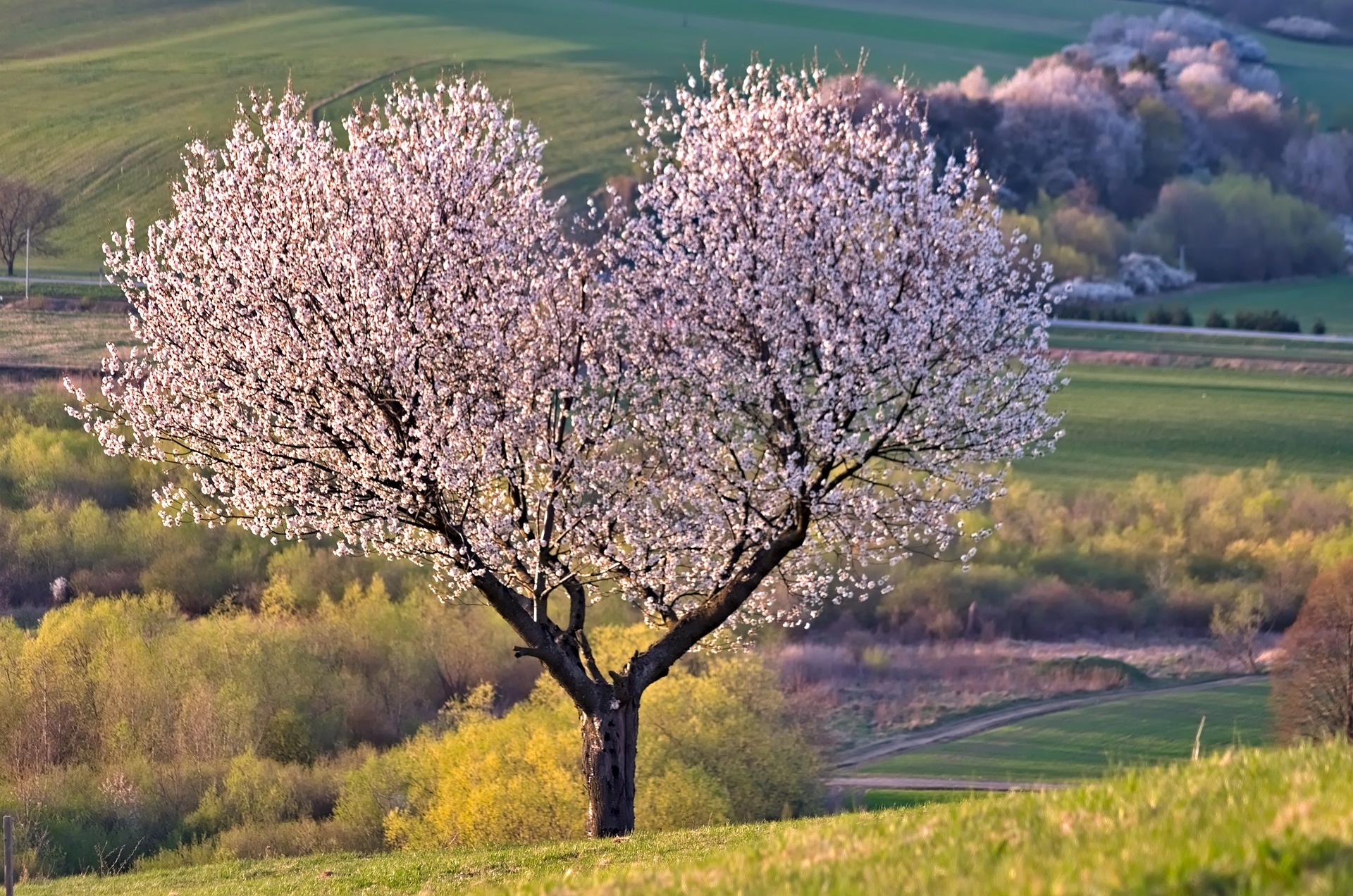 arbre coeur